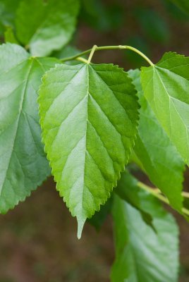 Morus alba - morušovník bílý - list